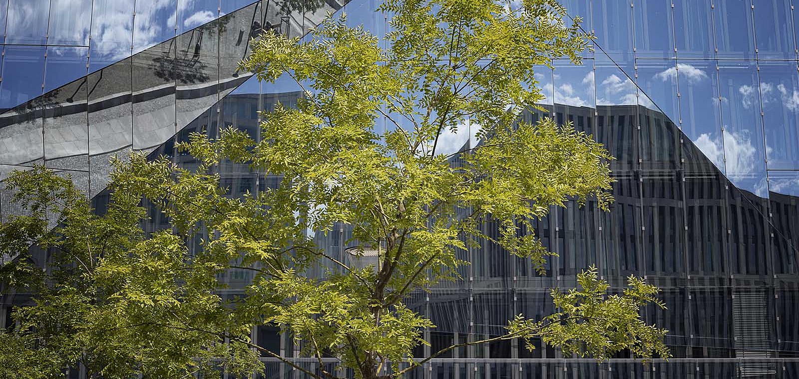 Vor einer verspiegelten, sehr modernen Glasfassade steht ein grüner Baum.