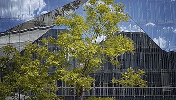 Vor einer verspiegelten, sehr modernen Glasfassade steht ein grüner Baum.